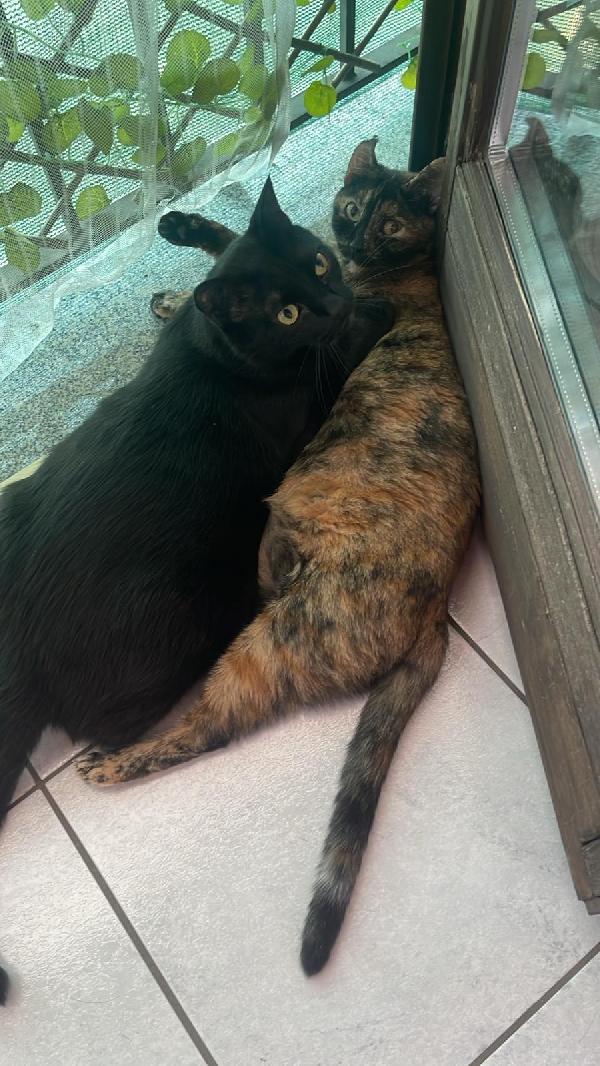 Micio E Micia  Affido Del Cuore Due Mici Inseparabili 